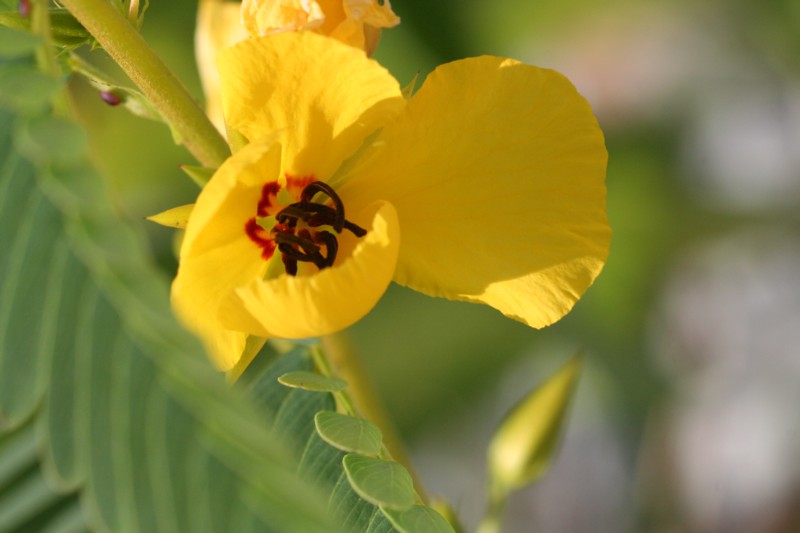 Partridge Pea <i>(Chamaecrista fasciculata)</i>