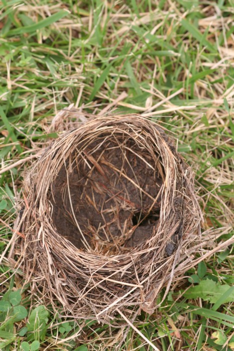 Bird Nest On The Ground