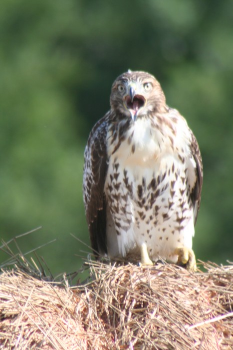 Red-tailed Hawk