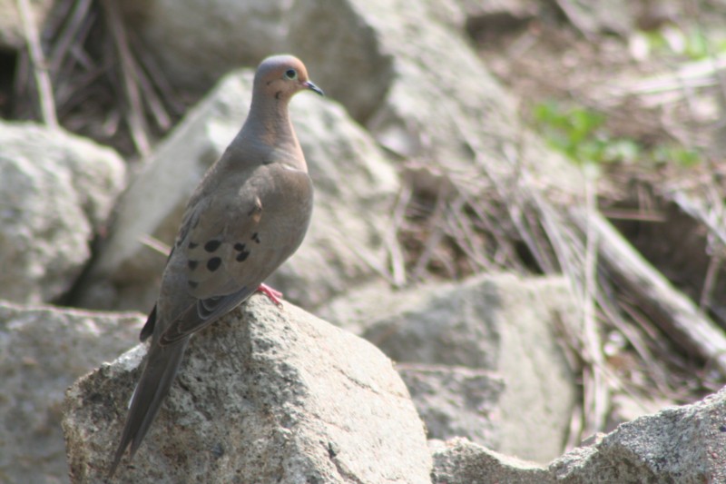 Mourning Dove