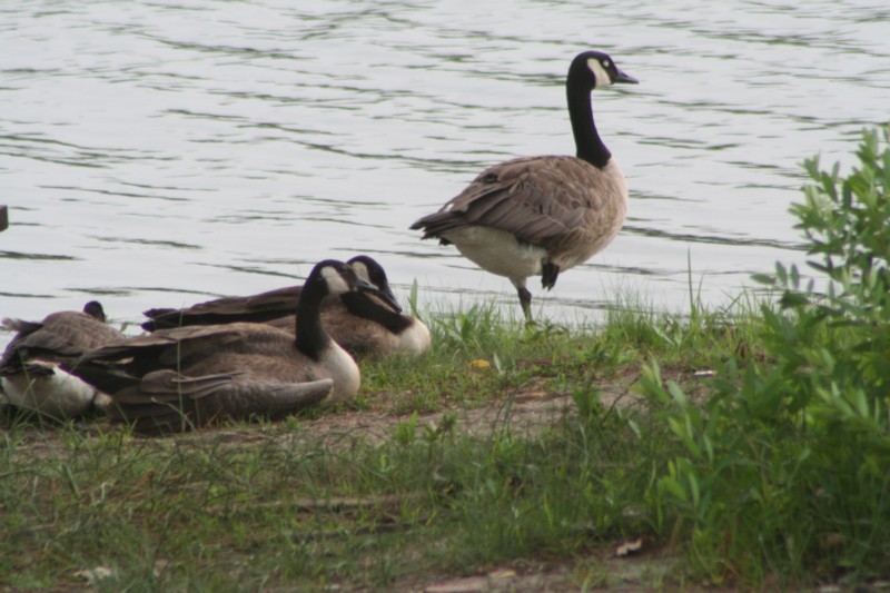One legged Canada goose