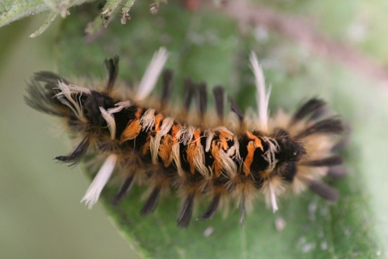 Milkweed Tussock Caterpiller