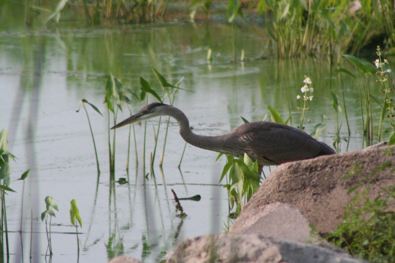 Great Blue Heron