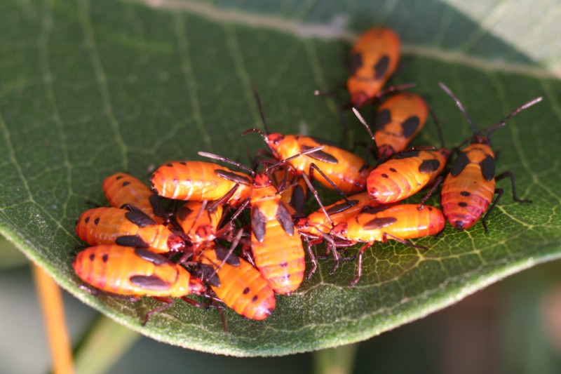 Large Milkweed Bug nymphs