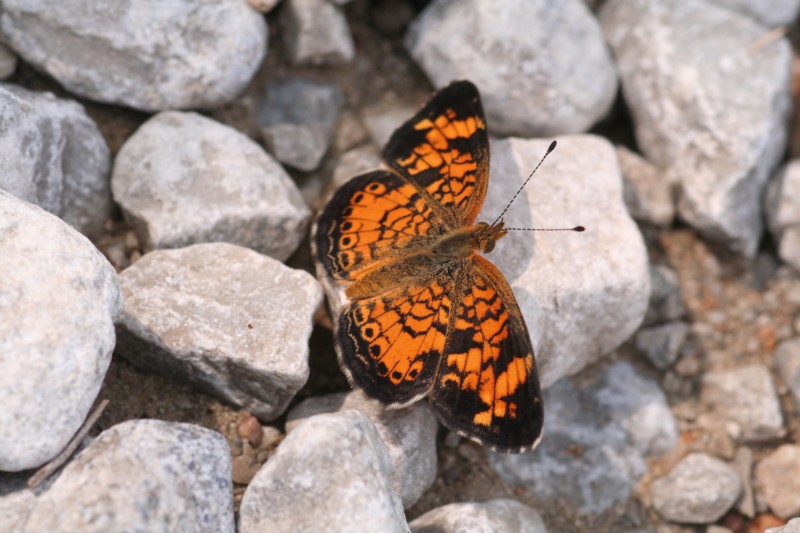 Pearl Crescent