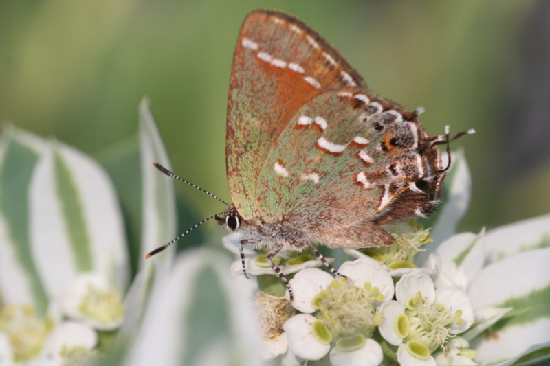 Juniper Hairstreak