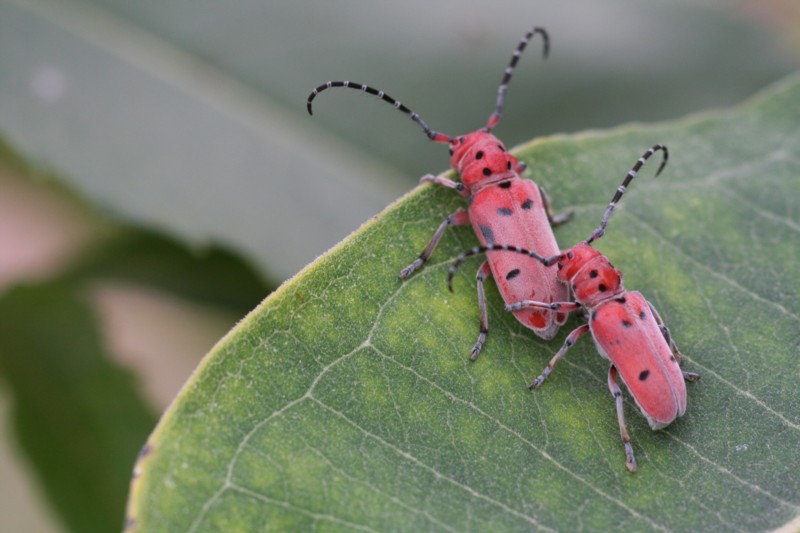 Milkweed Borers