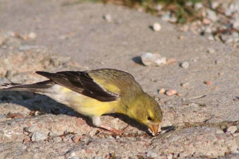 American goldfinch (female)