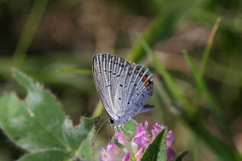 Eastern Tailed-Blue