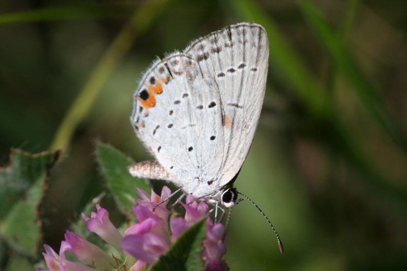 Eastern Tailed-Blue