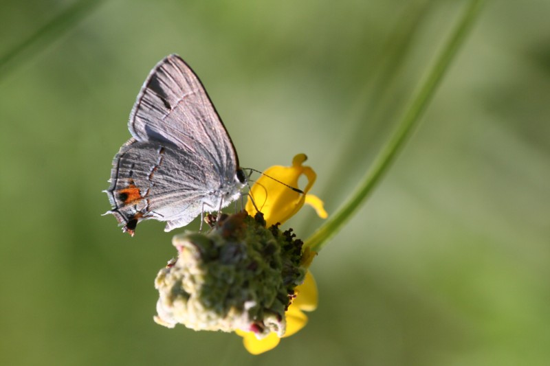 Gray Hairstreak (female)