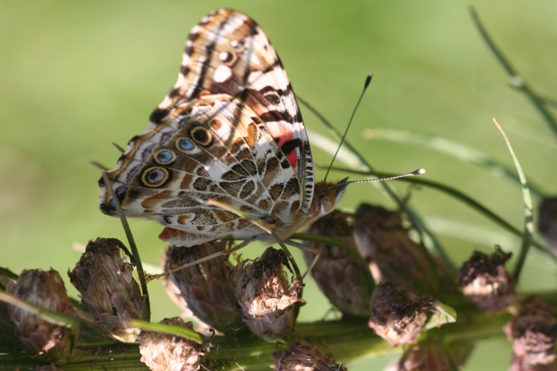 Painted Lady Butterfly