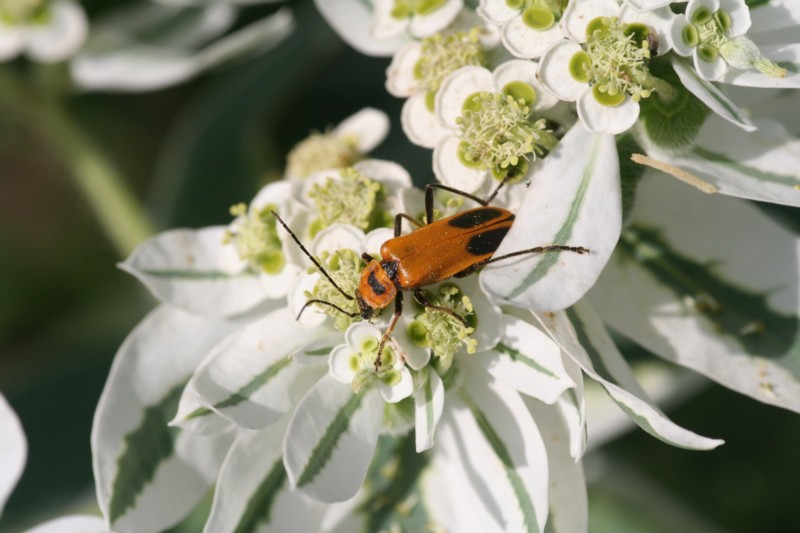 Soldier Beetle