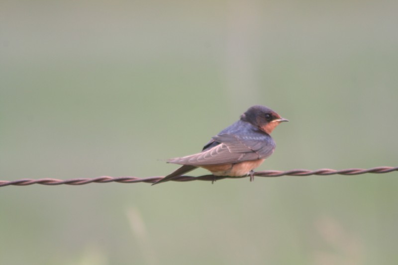 Barn Swallow