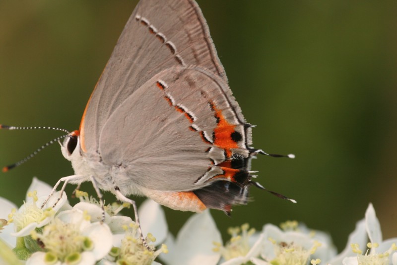 Gray Hairstreak (male)