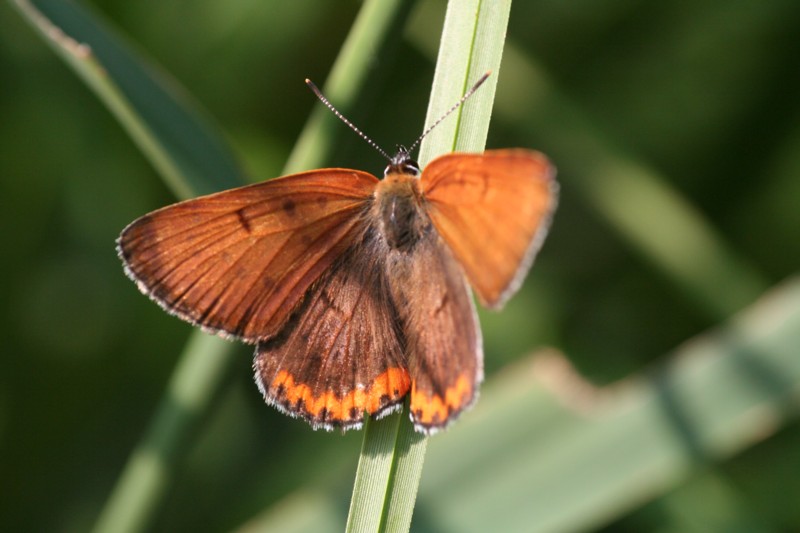 Bronze Copper (male)