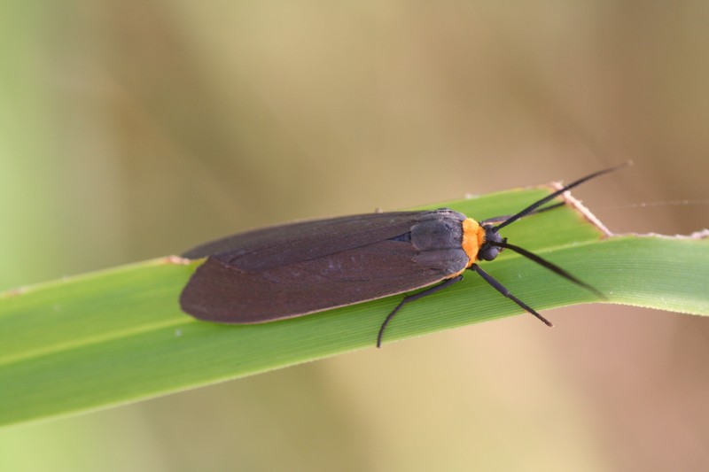 Yellow-collared Scape Moth