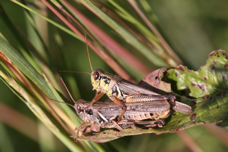 Grasshoppers Mating