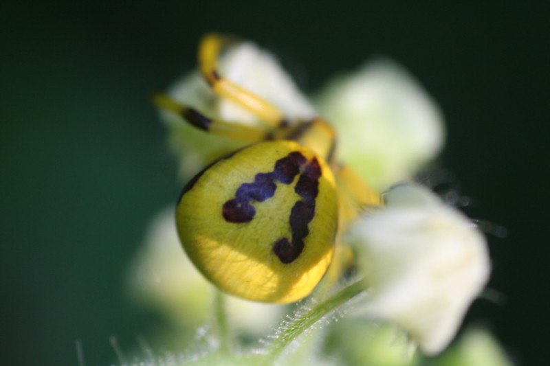 White-banded Crab Spider
