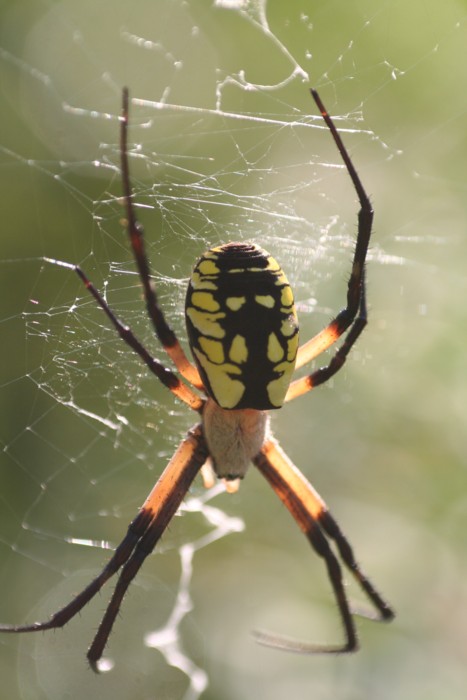 Yellow Garden Spider