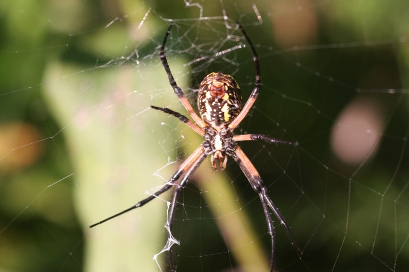 Yellow Garden Spider