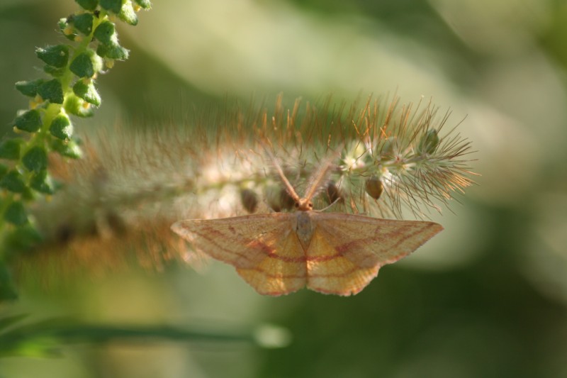 Chickweed Geometer Moth