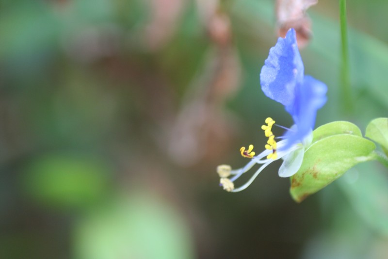 Dayflower