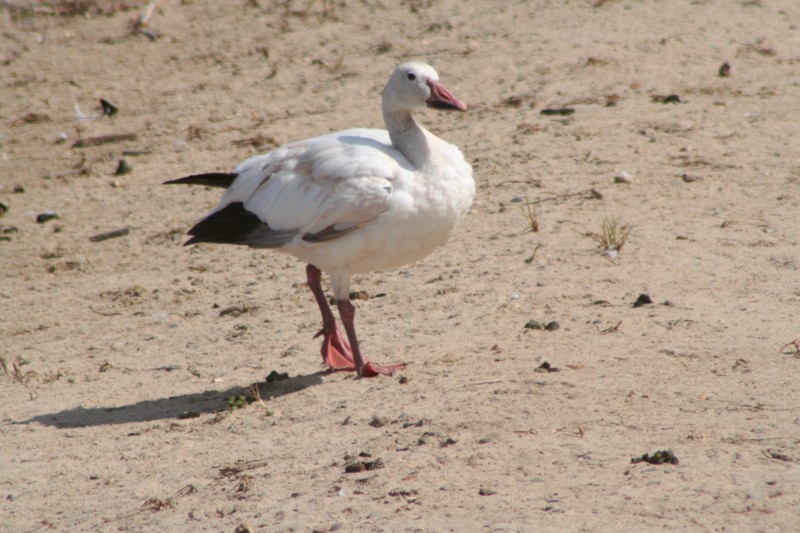 Snow goose