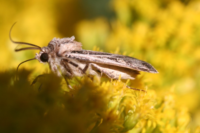 Dingy Cutworm Moth