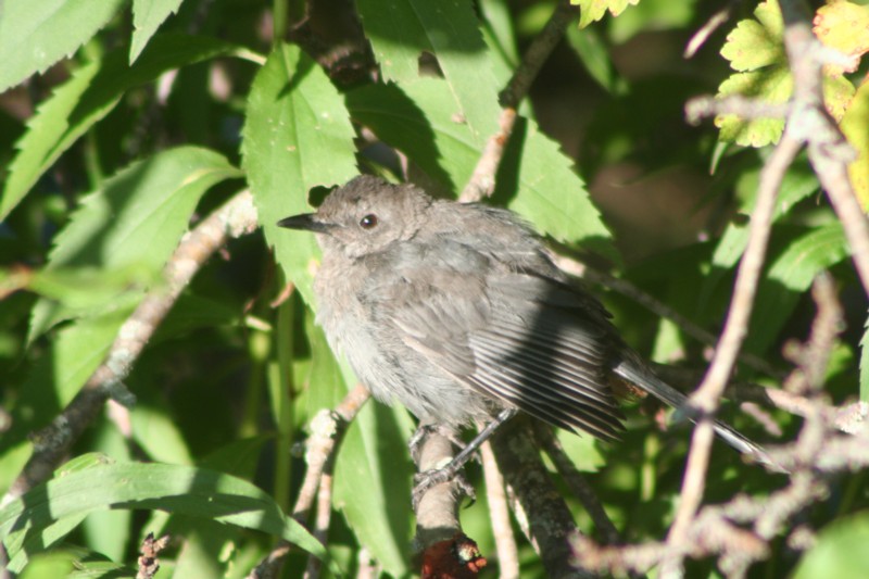 Gray catbird
