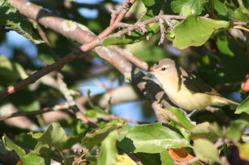 Red-eyed Vireo