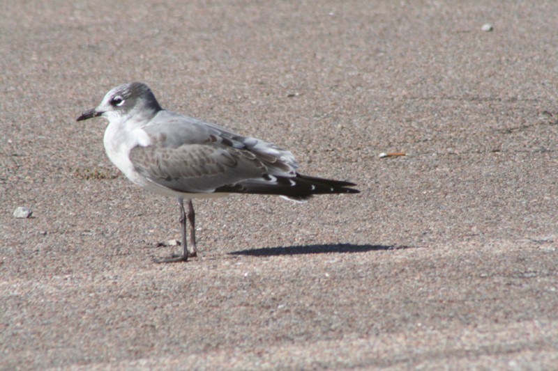 Franklins Gull (I think)