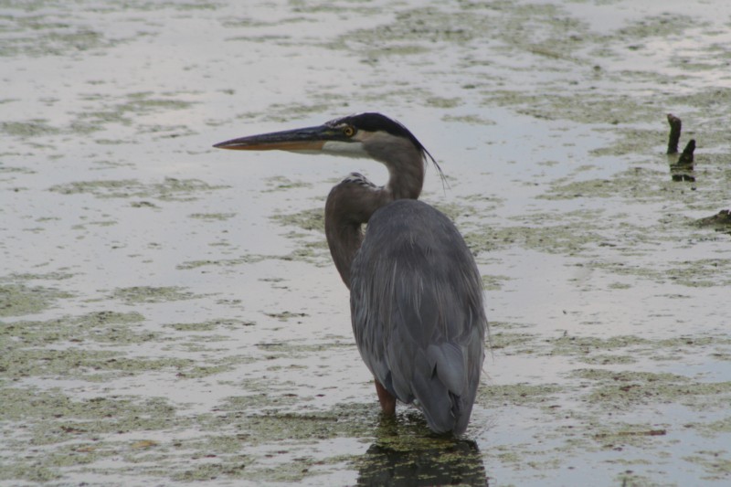 Great Blue Heron