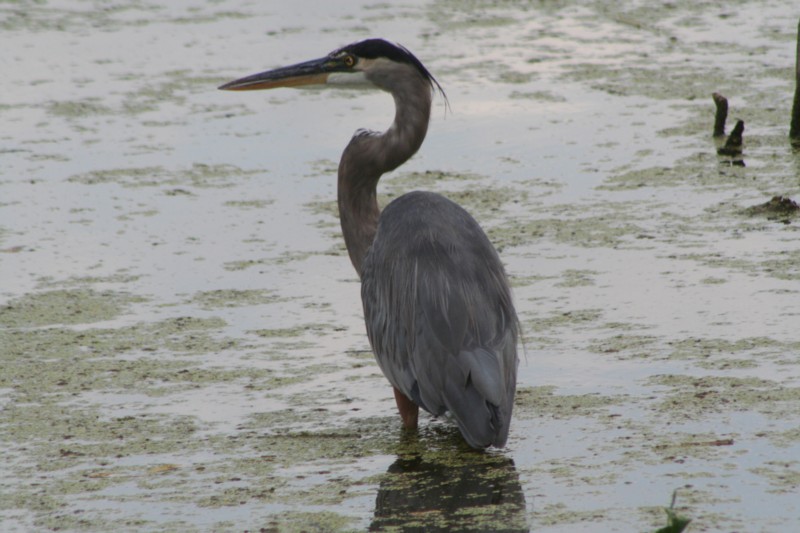 Great Blue Heron