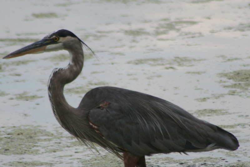 Great Blue Heron