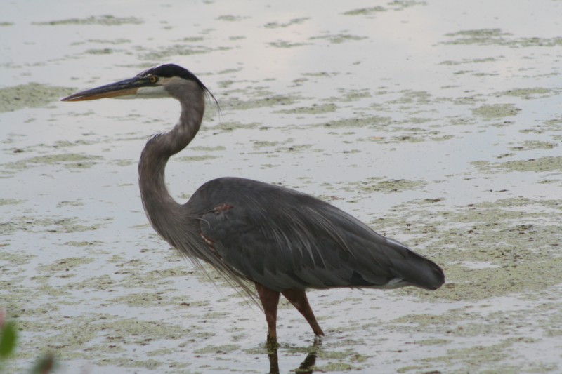 Great Blue Heron