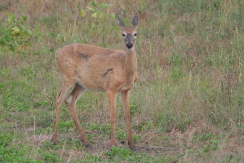 White-tailed deer