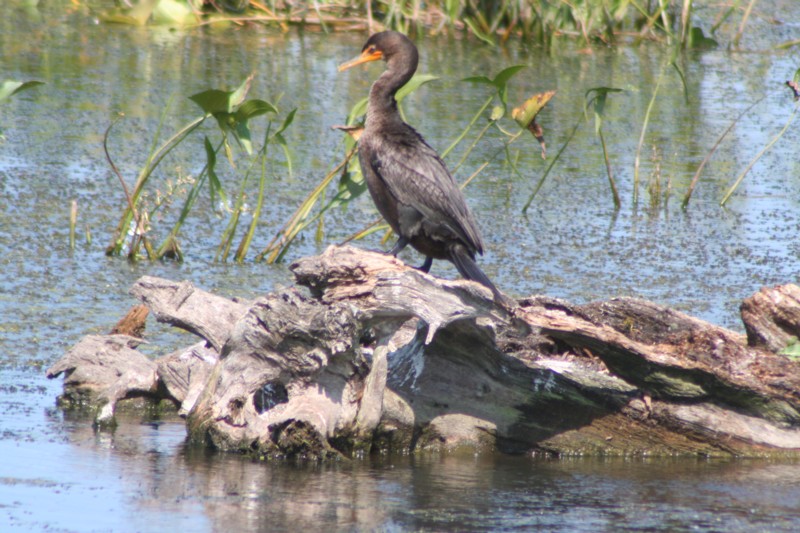 Double-crested Cormorant