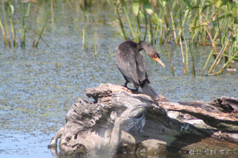 Double-crested Cormorant