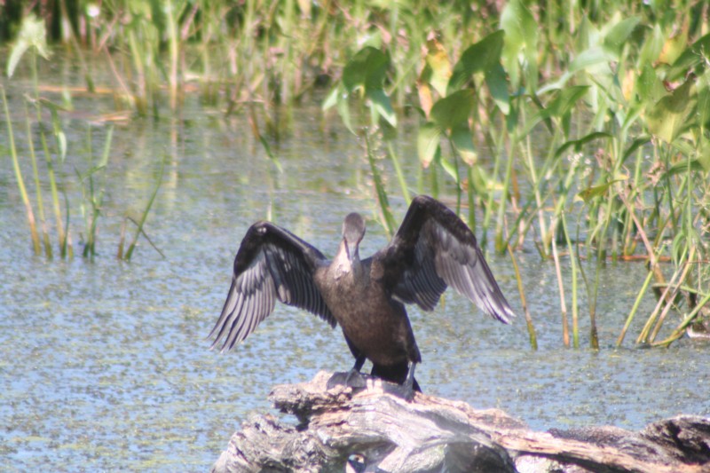 Double-crested Cormorant