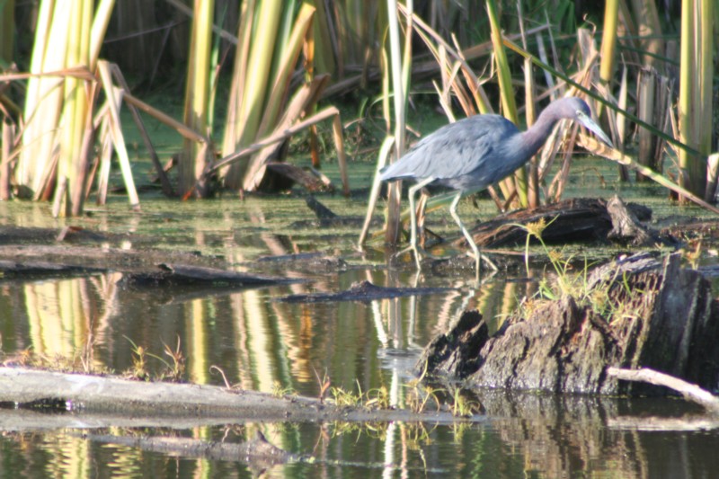 Little Blue Heron