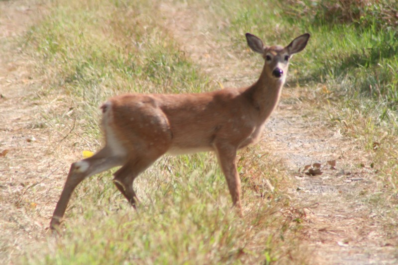 White-tailed deer