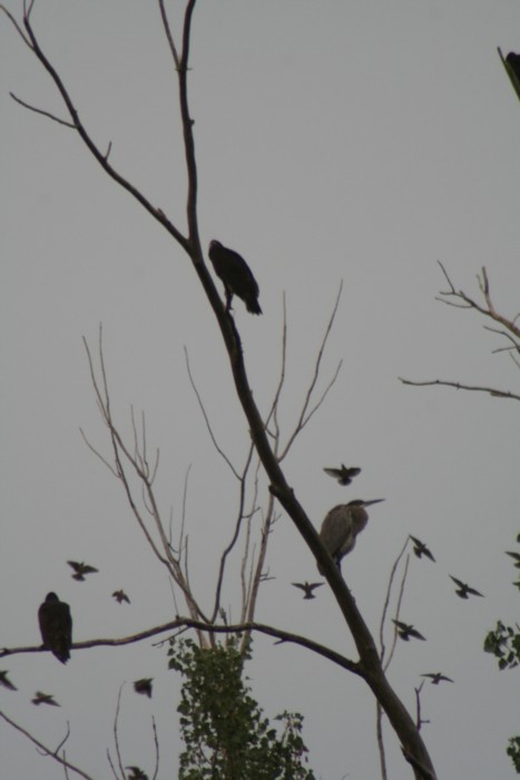 Attacked by Red-winged Blackbirds