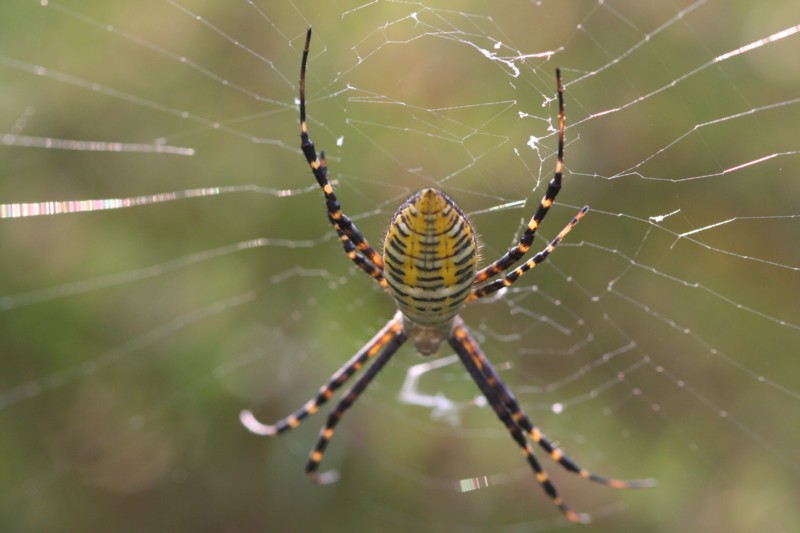 Banded Garden Spider