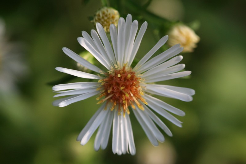 Hairy Aster
