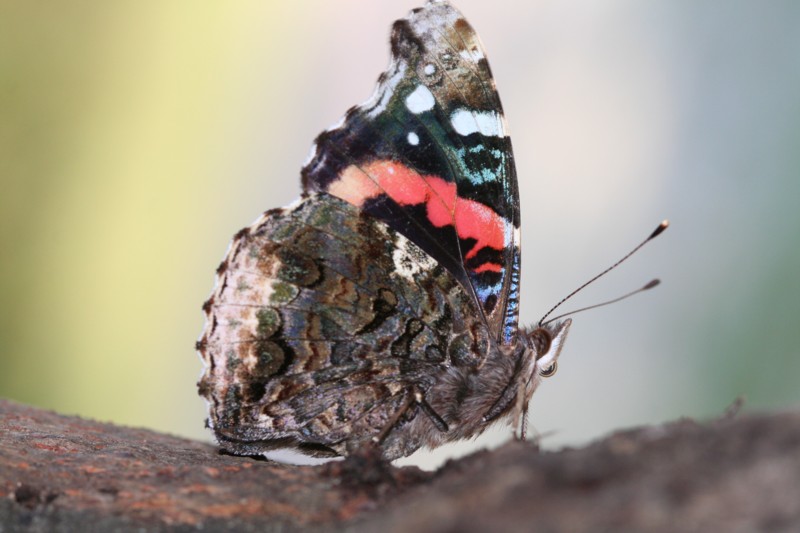 Red Admiral