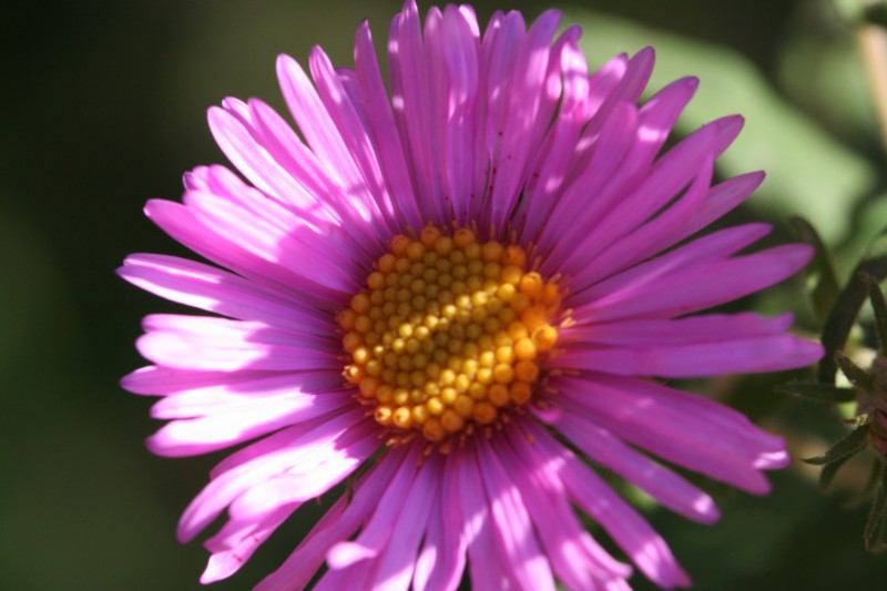 Aster