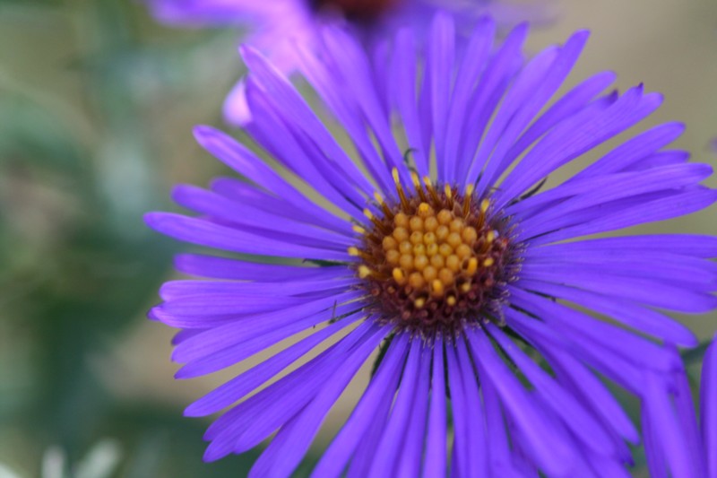 Aster