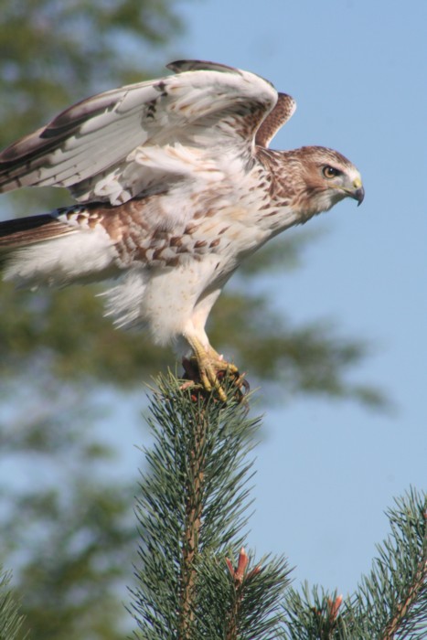 Red-tailed Hawk