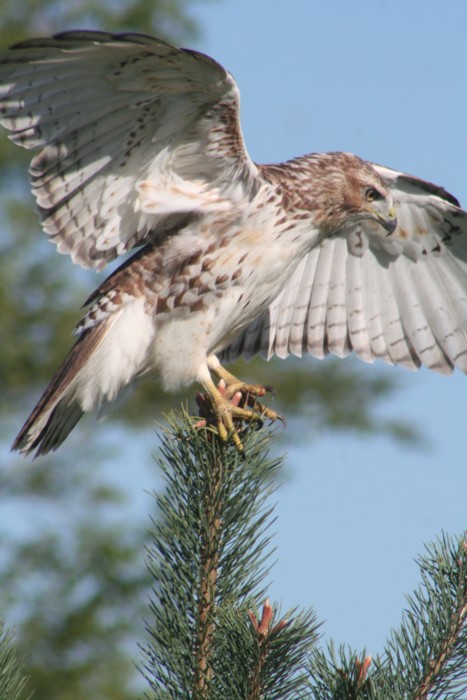 Red-tailed Hawk